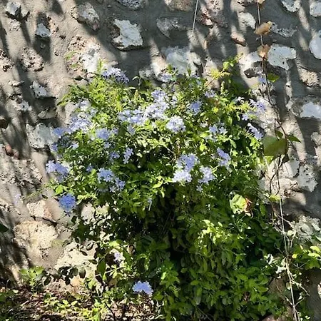 Kanai Konuk & Zeytin Evi *