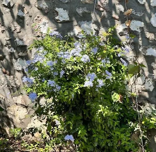 Kanai Konuk & Zeytin Evi *